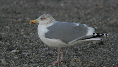 Goéland argenté