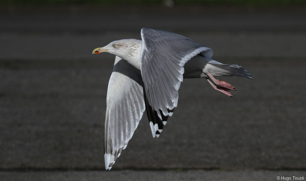 European Herring Gulladult