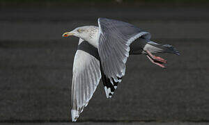 European Herring Gull