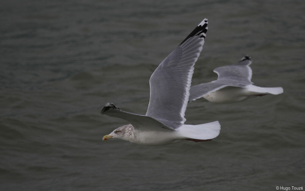 European Herring Gull