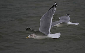 European Herring Gull