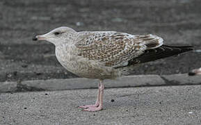 European Herring Gull