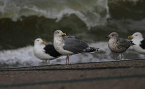 European Herring Gull