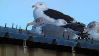 European Herring Gull