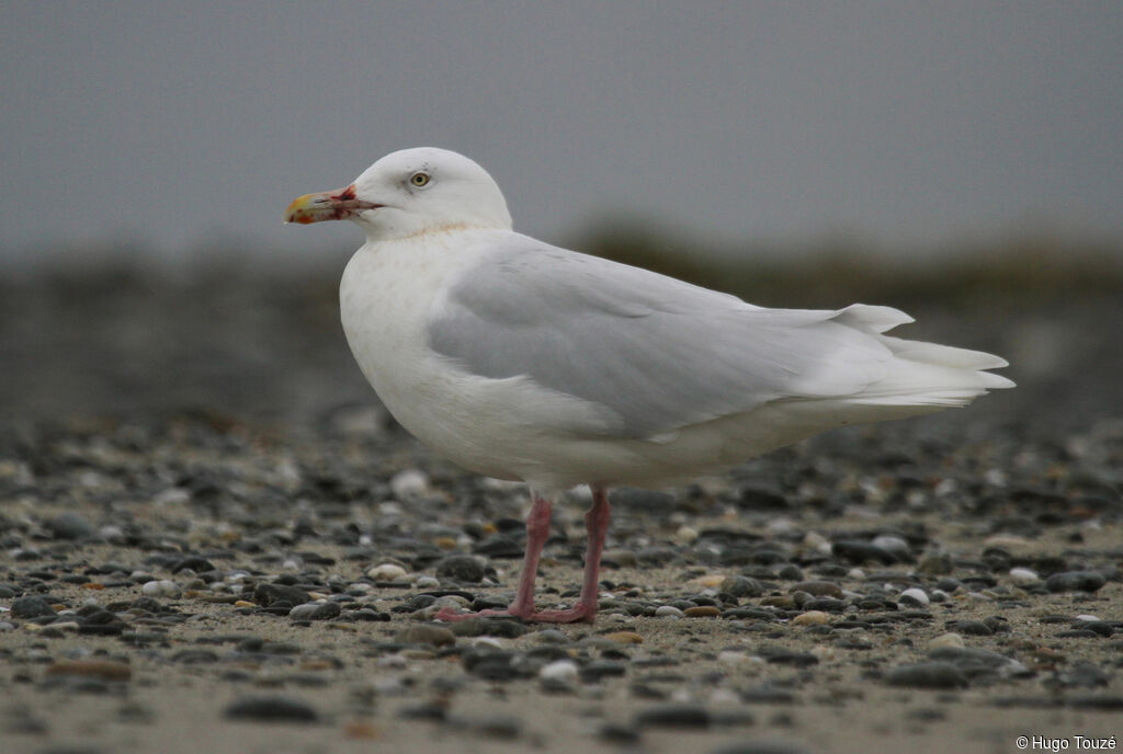 Glaucous Gulladult