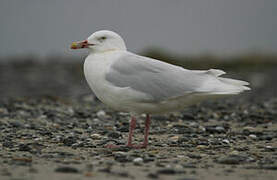 Glaucous Gull