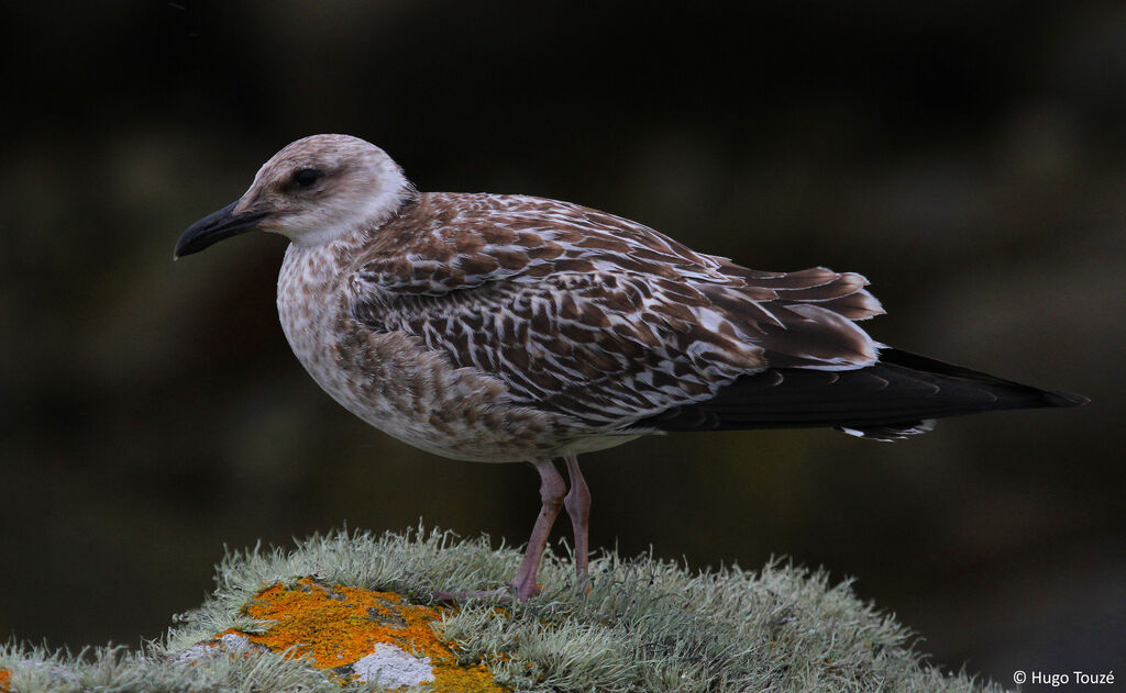 Lesser Black-backed GullFirst year