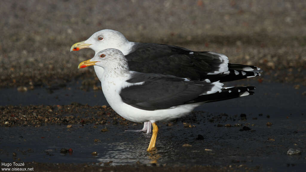 Lesser Black-backed Gulladult post breeding, identification, Behaviour