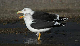 Lesser Black-backed Gull