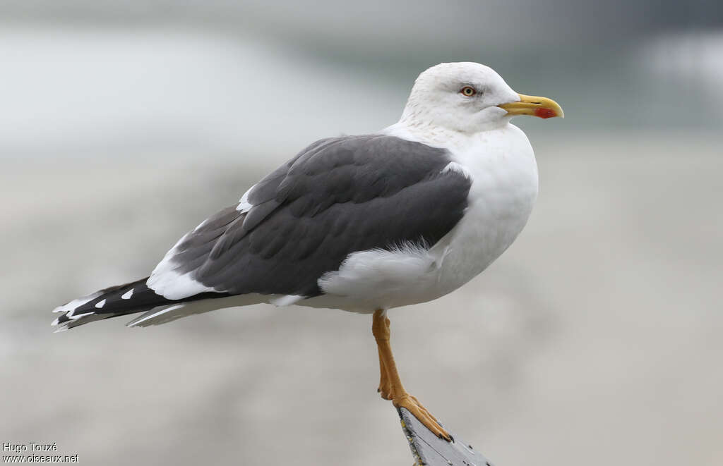 Lesser Black-backed Gulladult transition, identification