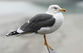 Lesser Black-backed Gull