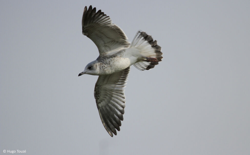 Common Gull