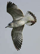 Common Gull