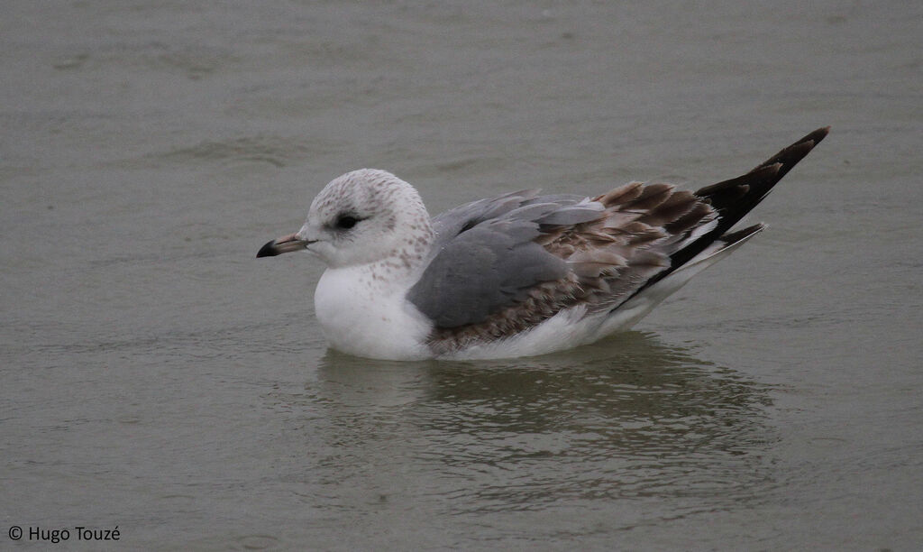 Common Gull