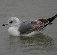 Common Gull