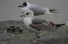 Common Gull