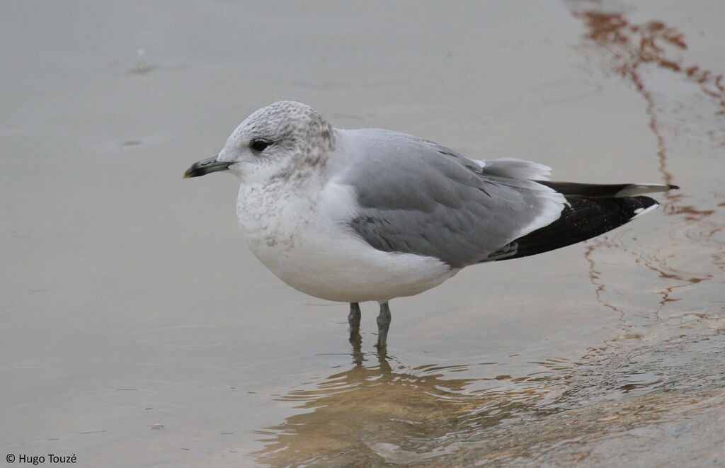 Mew Gull