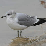 Common Gull