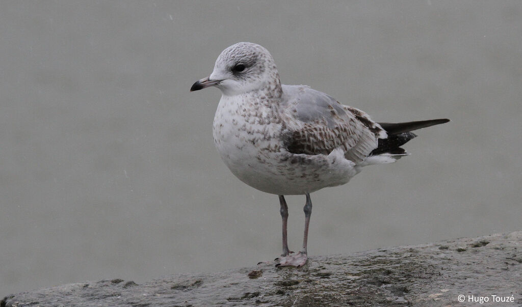 Common Gull