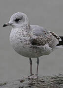 Common Gull