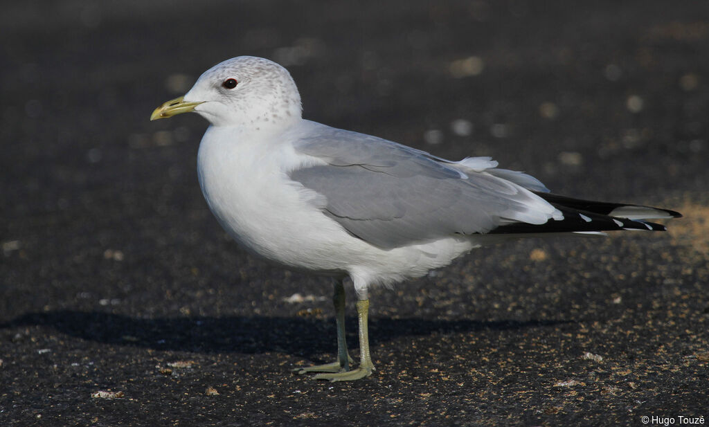 Goéland cendréadulte