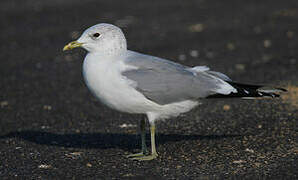 Common Gull