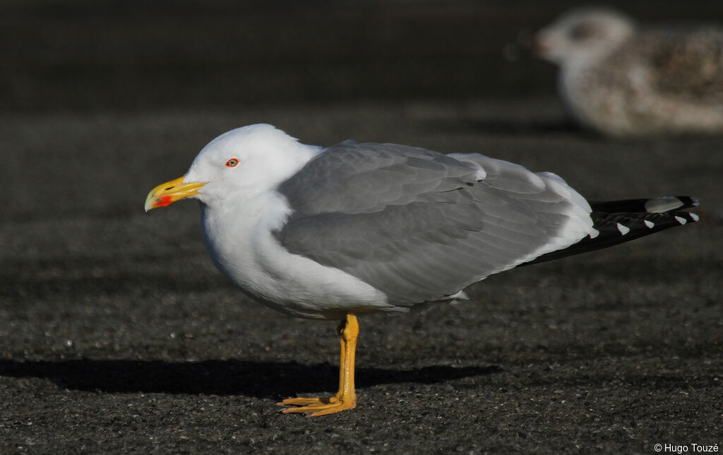 Goéland leucophéeadulte