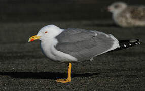 Yellow-legged Gull