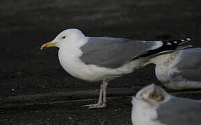 Caspian Gull