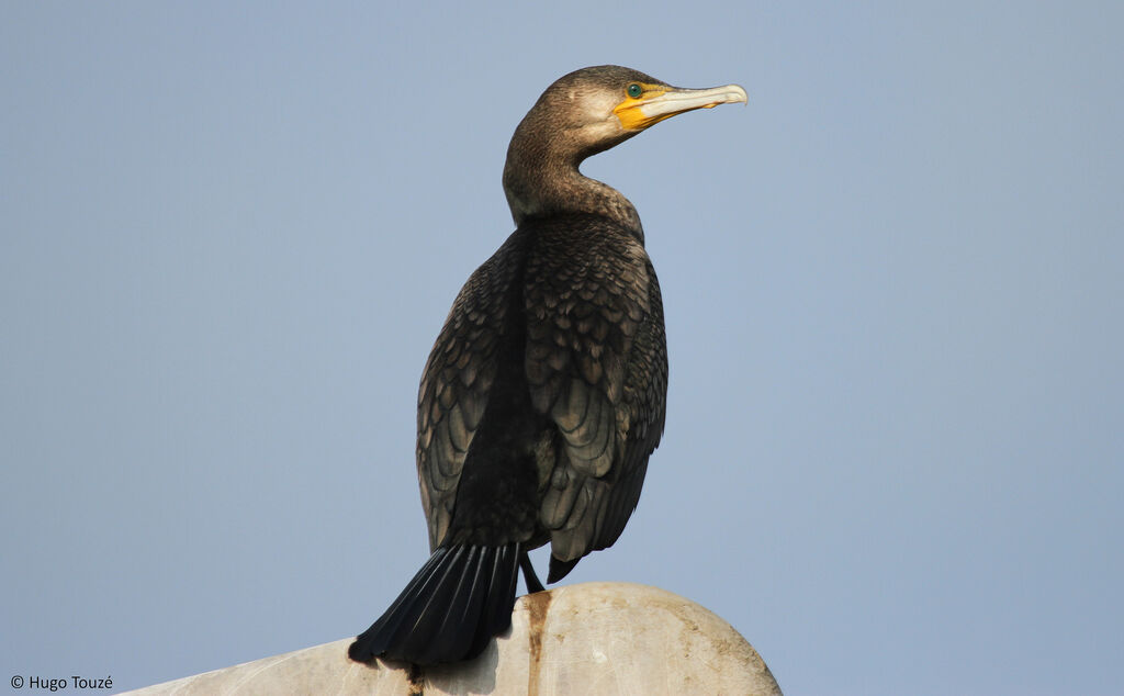 Great Cormorant