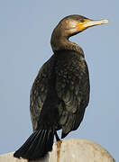 Great Cormorant