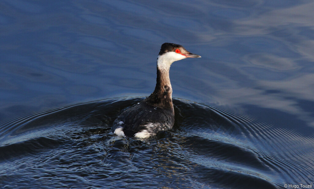 Horned Grebe