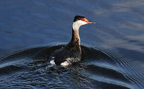 Horned Grebe