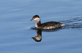 Horned Grebe