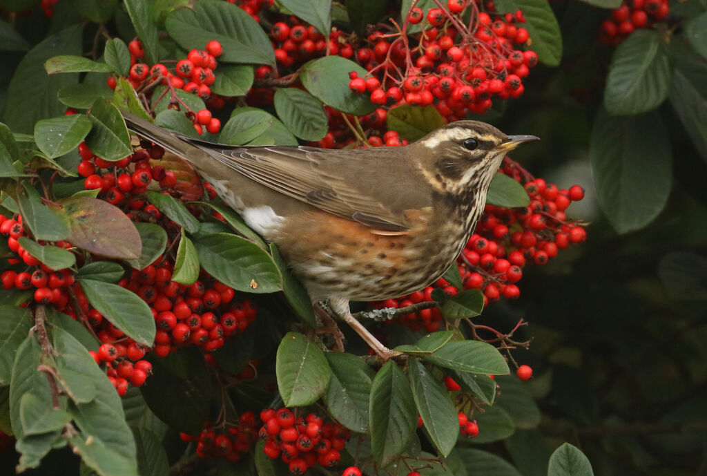 Redwing, close-up portrait