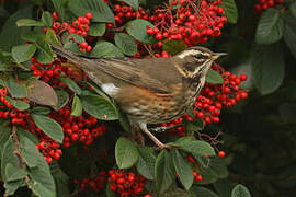 Redwing