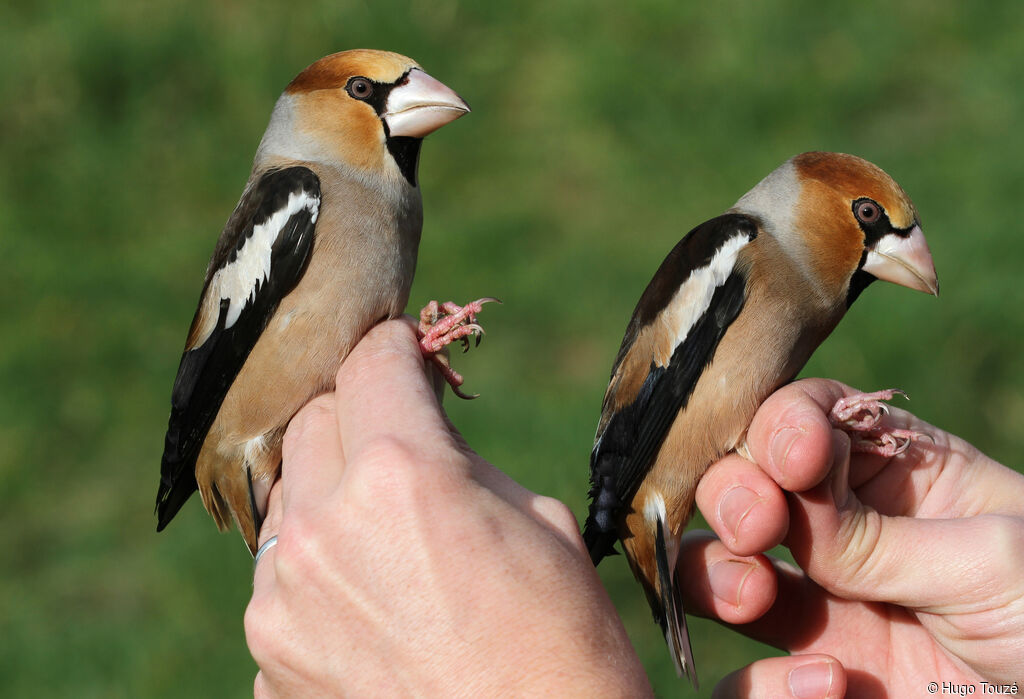 Hawfinch male Second year