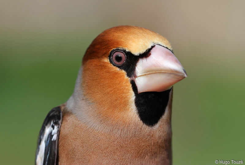Hawfinch male Second year