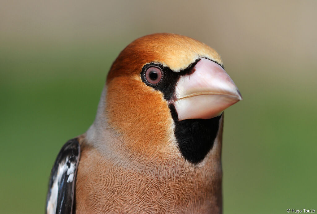 Hawfinch male Second year