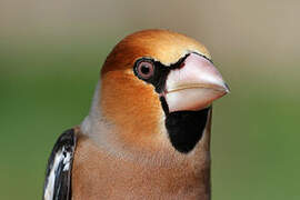 Hawfinch