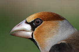 Hawfinch