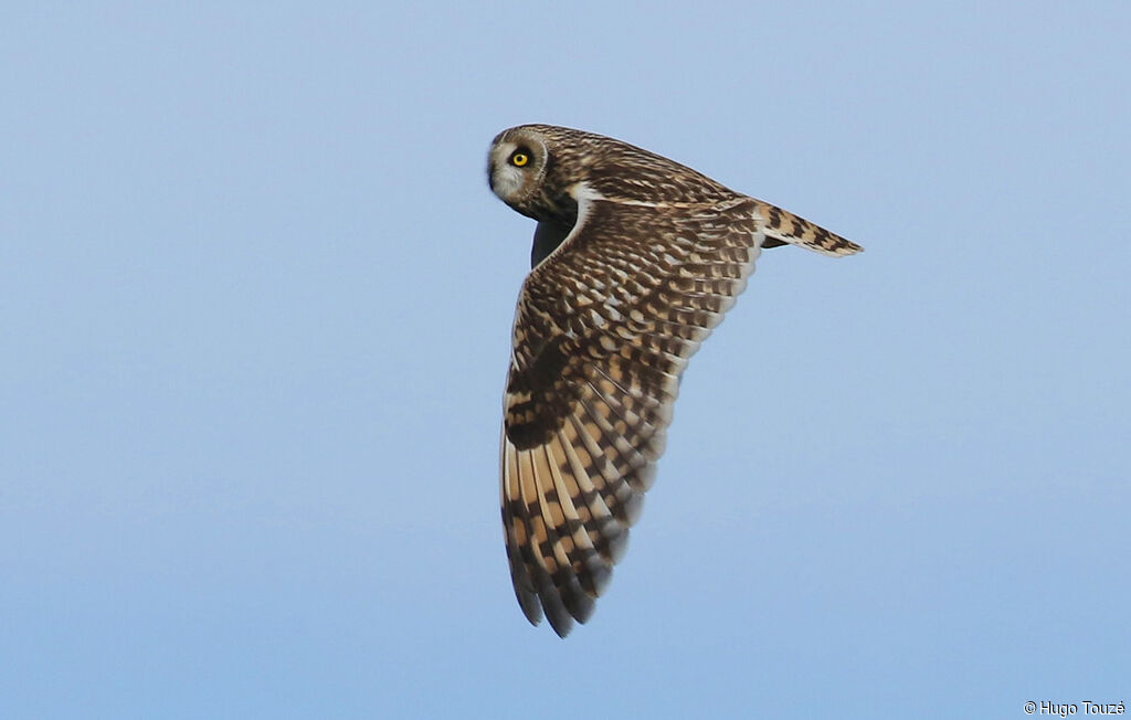 Short-eared Owl