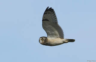 Hibou des marais - huto236410