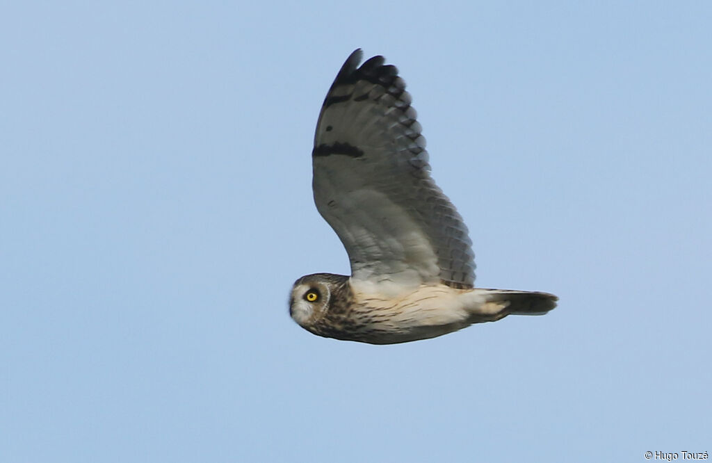 Short-eared Owl