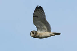 Short-eared Owl