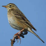 Pipit de Richard