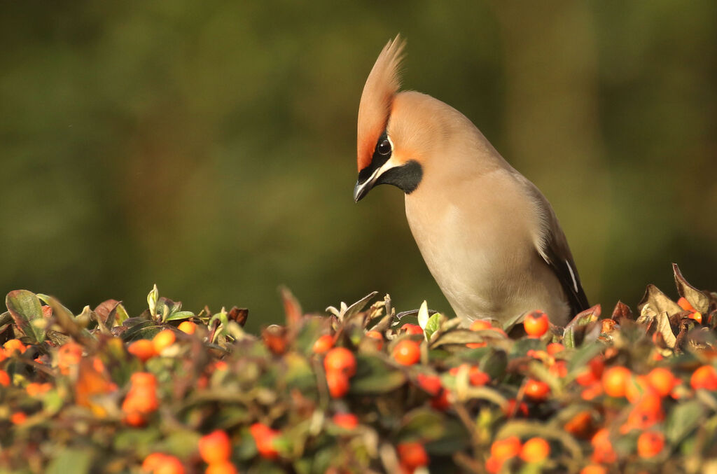 Bohemian WaxwingFirst year, close-up portrait