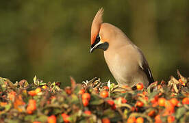 Bohemian Waxwing