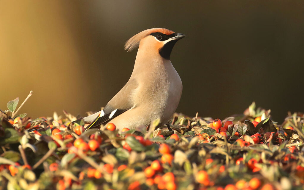 Bohemian WaxwingFirst year, close-up portrait