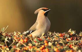 Bohemian Waxwing